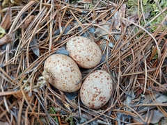 Canachites canadensis