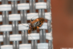 Texocoris nigrellus