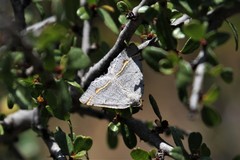 Macaria quadrilinearia