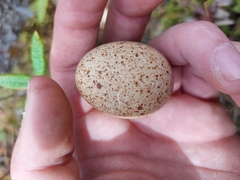 Canachites canadensis