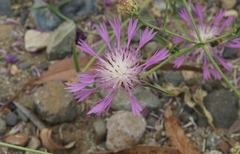 Centaurea diluta