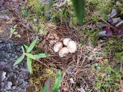 Canachites canadensis