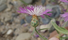 Centaurea diluta