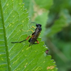 Macrophya rufipes