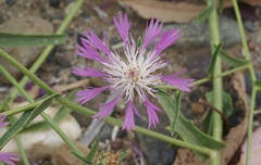 Centaurea diluta