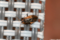Texocoris nigrellus