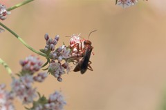 Tachypompilus unicolor