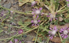 Centaurea diluta