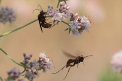 Tachypompilus unicolor