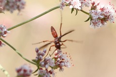 Tachypompilus unicolor