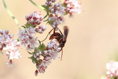 Tachypompilus unicolor
