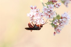 Tachypompilus unicolor