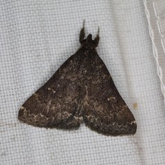 Hypenula cacuminalis