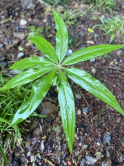 Arisaema consanguineum