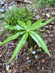 Arisaema consanguineum