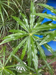 Arisaema consanguineum