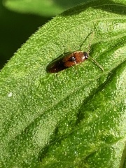 Ampedus areolatus