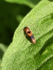Ampedus areolatus