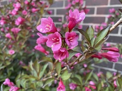 Weigela
