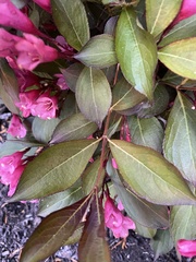 Weigela