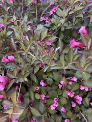 Weigela