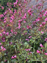 Weigela
