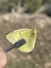 Colias philodice eriphyle