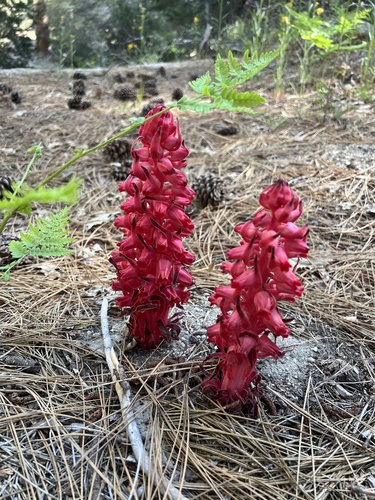 iNaturalist observation photo of Snowplant