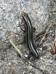 Plestiodon japonicus