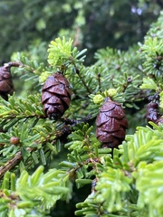 Tsuga chinensis