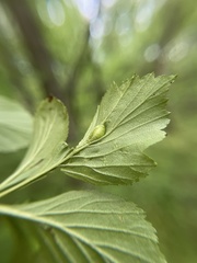 Blaesodiplosis venae