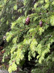 Tsuga chinensis