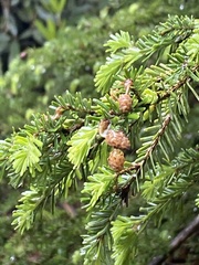 Tsuga chinensis