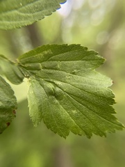 Blaesodiplosis venae