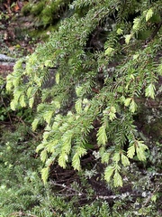 Tsuga chinensis