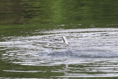 Micropterus salmoides