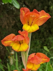 Gladiolus dalenii