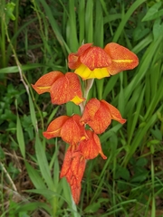 Gladiolus dalenii