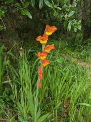 Gladiolus dalenii