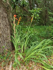Gladiolus dalenii