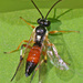 Common Hover Fly Parasitoid Wasp - Photo (c) Judy Gallagher, some rights reserved (CC BY)