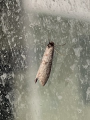 Lepidoscia euryptera