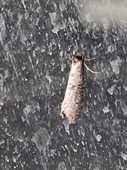 Lepidoscia euryptera