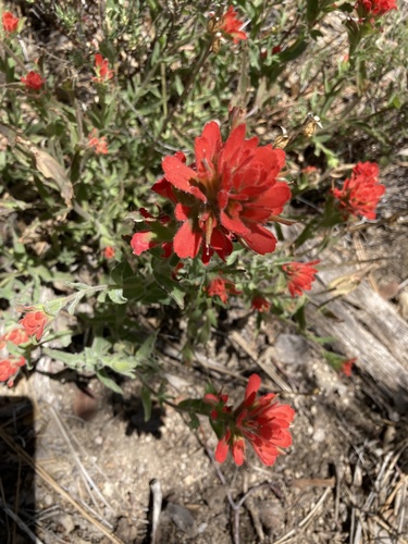 iNaturalist observation photo of Camp Martin paintbrush