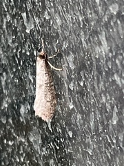 Lepidoscia euryptera