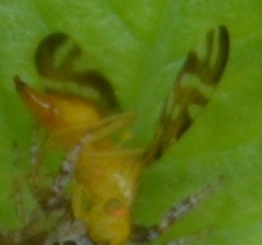 Strauzia longipennis