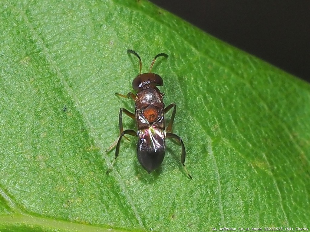 Encyrtus fusca