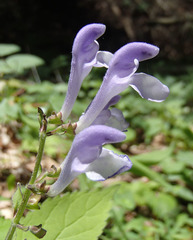Scutellaria serrata