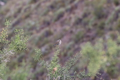Catamenia analis