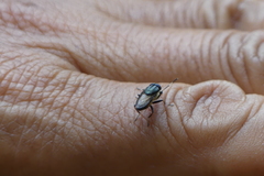 Idiella